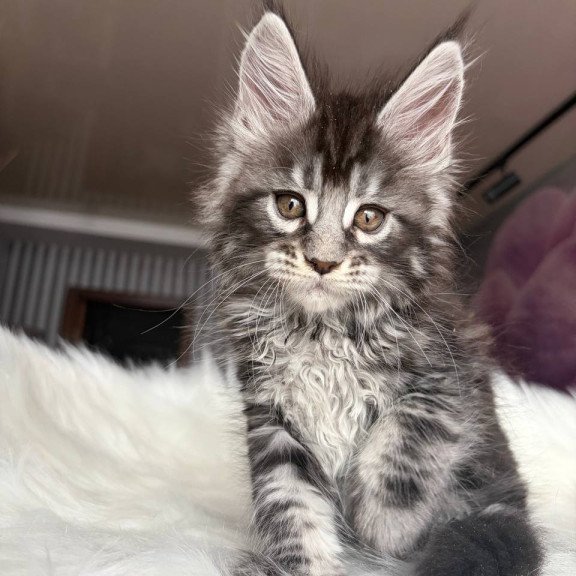 Maine Coon EZ Yasmin