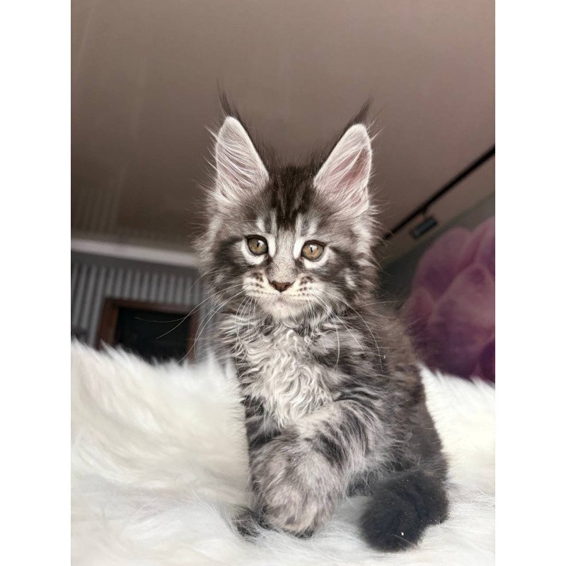 Maine Coon EZ Yasmin