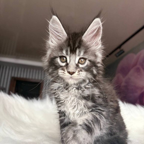 Maine Coon EZ Yasmin