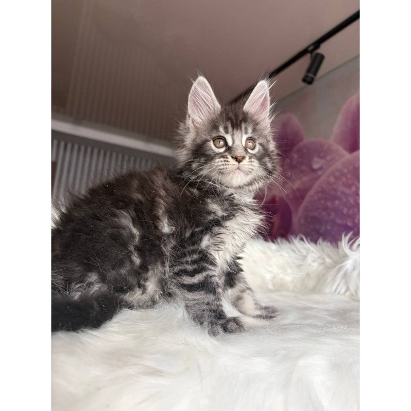 Maine Coon EZ Yasmin