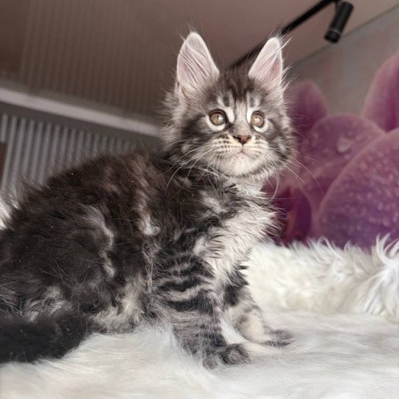 Maine Coon EZ Yasmin