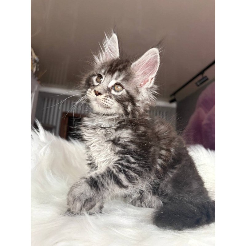 Maine Coon EZ Yasmin