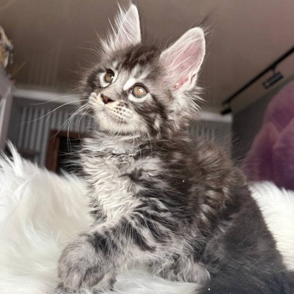 Maine Coon EZ Yasmin