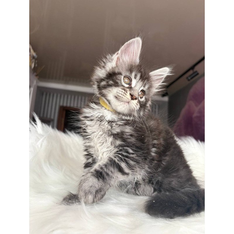 Maine Coon EZ Yasmin