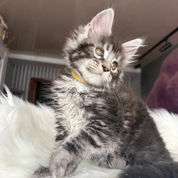 Maine Coon EZ Yasmin