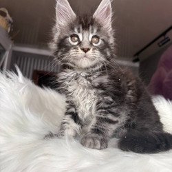 Maine Coon EZ Yasmin