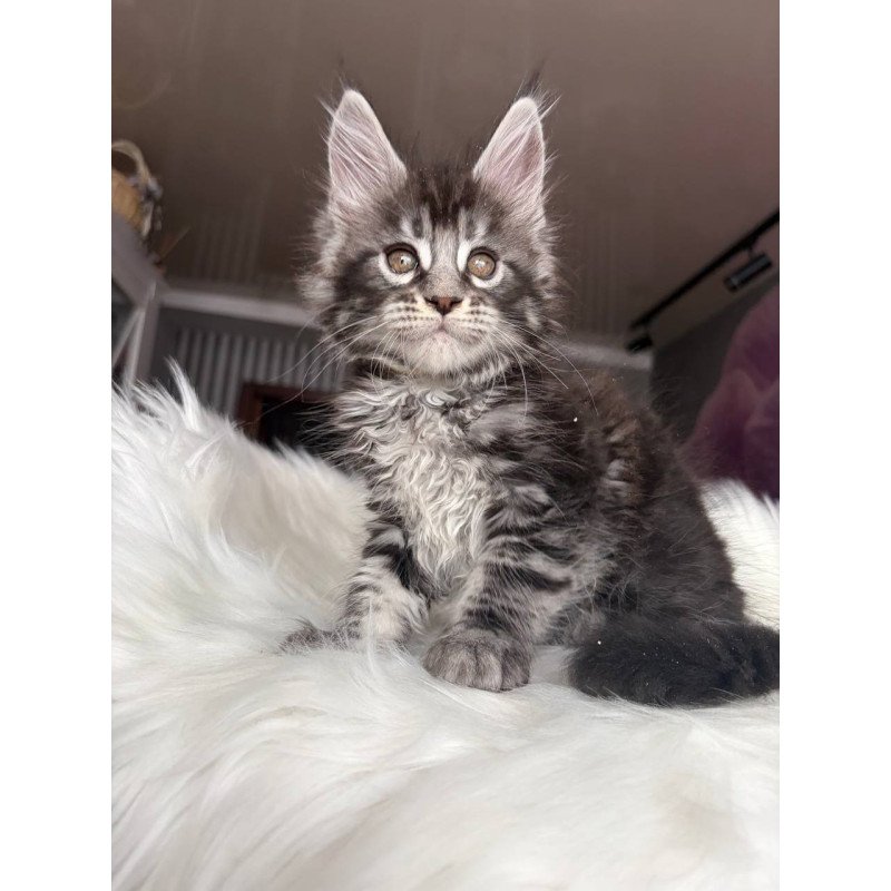 Maine Coon EZ Yasmin