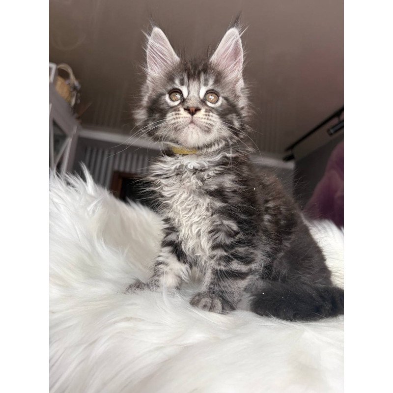 Maine Coon EZ Yasmin