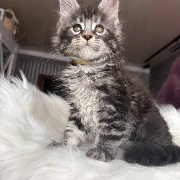 Maine Coon EZ Yasmin