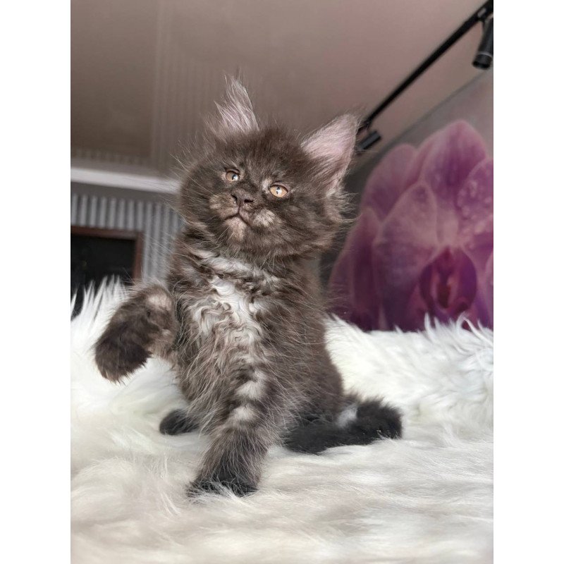 Maine Coon EZ Yvonne