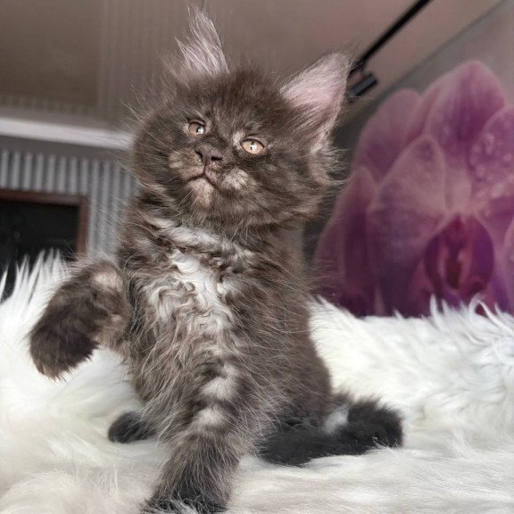 Maine Coon EZ Yvonne