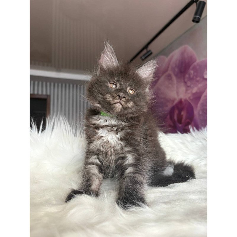 Maine Coon EZ Yvonne
