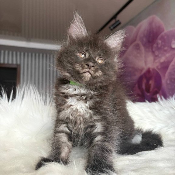 Maine Coon EZ Yvonne