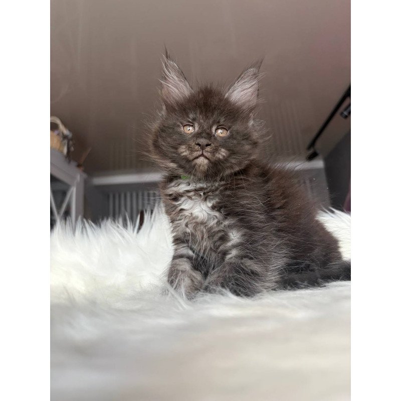 Maine Coon EZ Yvonne
