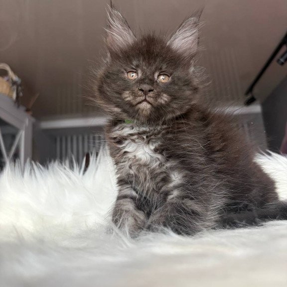 Maine Coon EZ Yvonne