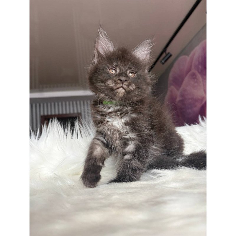 Maine Coon EZ Yvonne