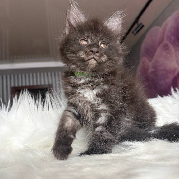 Maine Coon EZ Yvonne