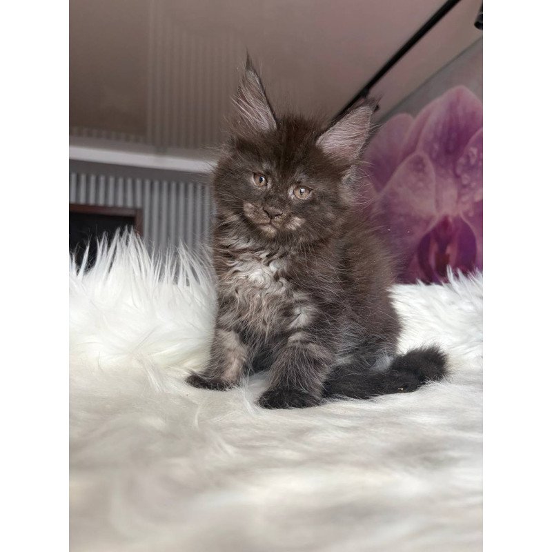 Maine Coon EZ Yvonne