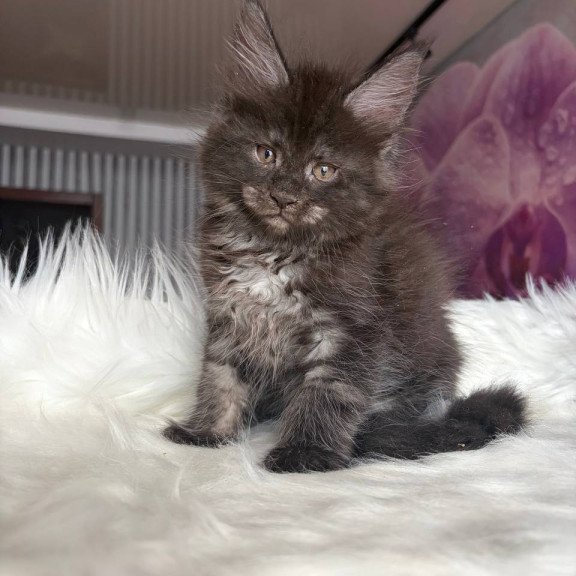 Maine Coon EZ Yvonne