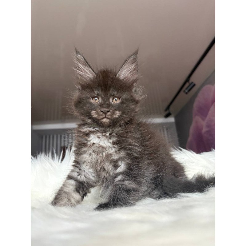 Maine Coon EZ Yvonne