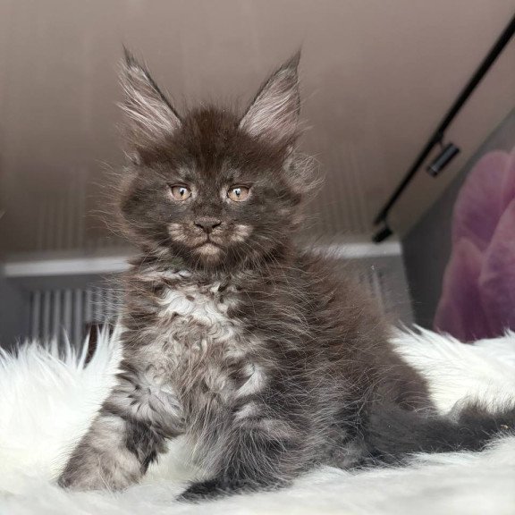 Maine Coon EZ Yvonne