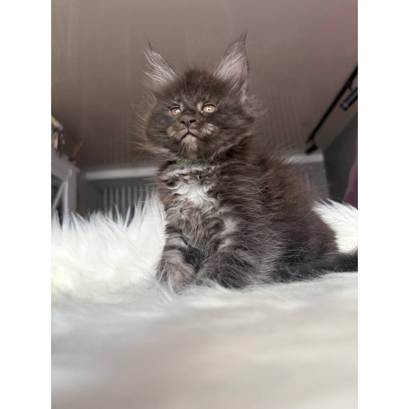 Maine Coon EZ Yvonne
