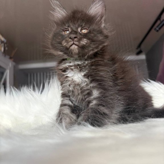 Maine Coon EZ Yvonne
