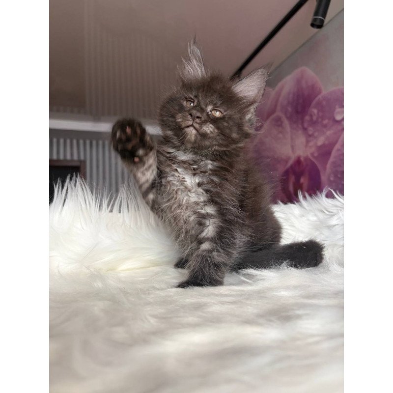 Maine Coon EZ Yvonne