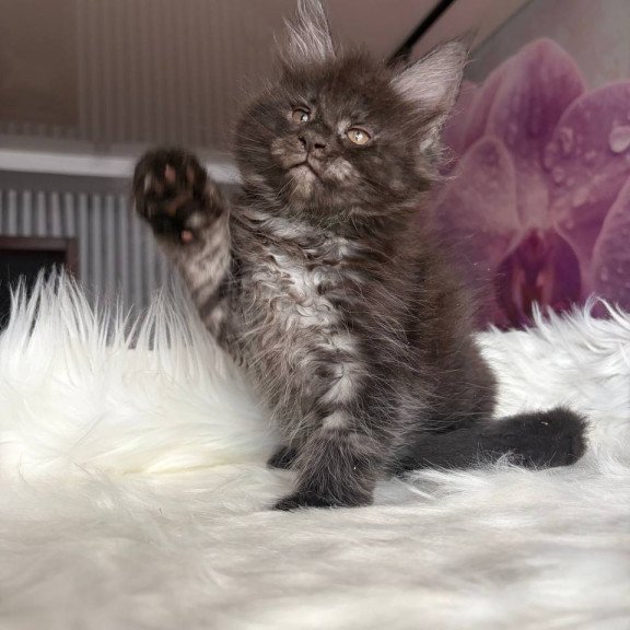 Maine Coon EZ Yvonne