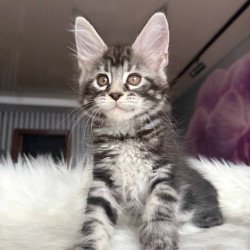 Maine Coon EZ Yara