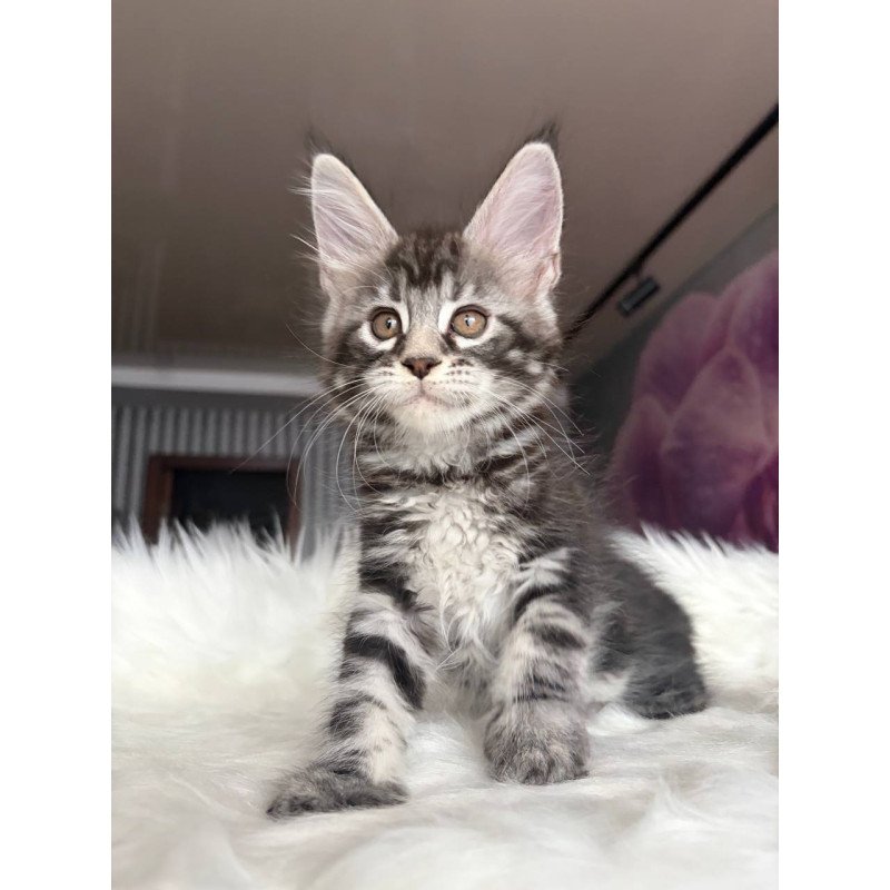 Maine Coon EZ Yara