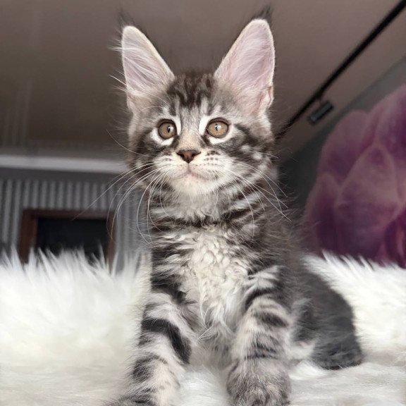 Maine Coon EZ Yara