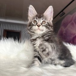 Maine Coon EZ Yara