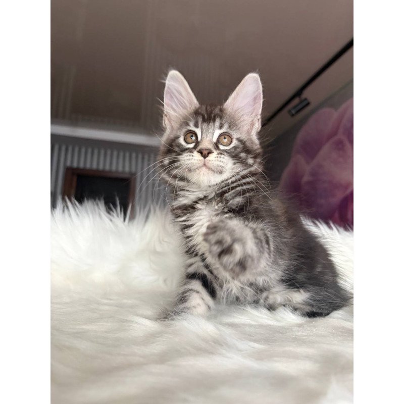 Maine Coon EZ Yara