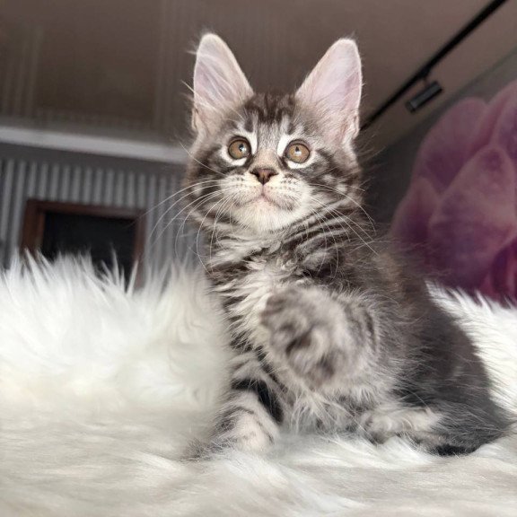 Maine Coon EZ Yara
