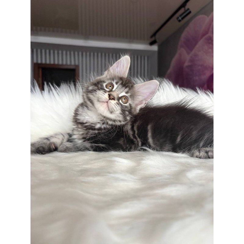 Maine Coon EZ Yara