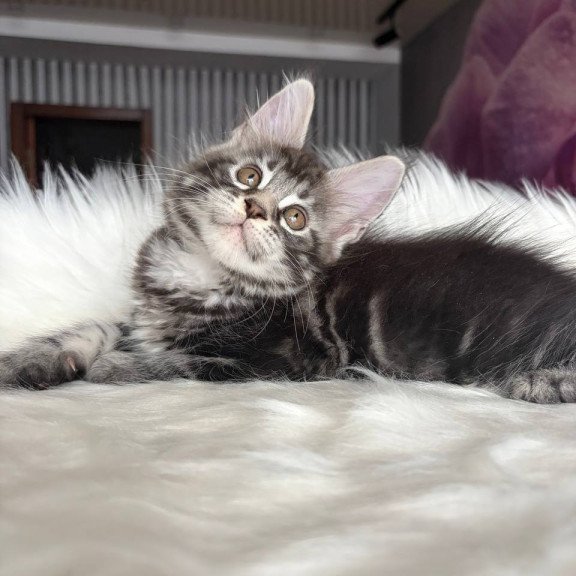 Maine Coon EZ Yara