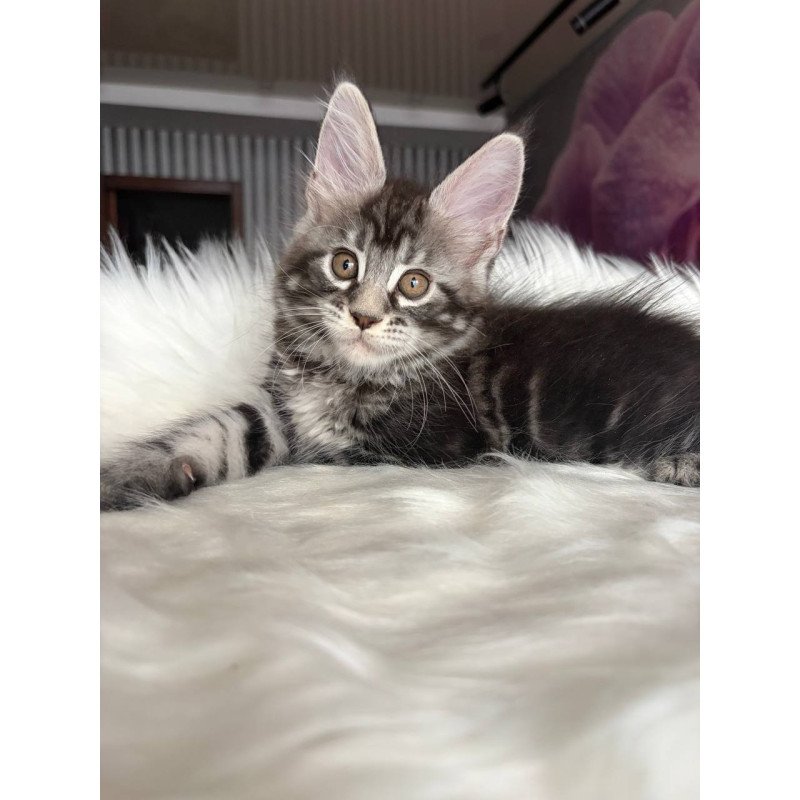 Maine Coon EZ Yara