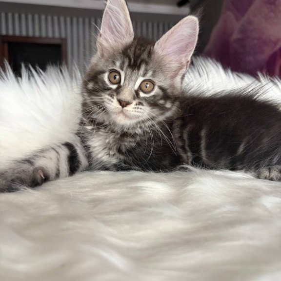 Maine Coon EZ Yara