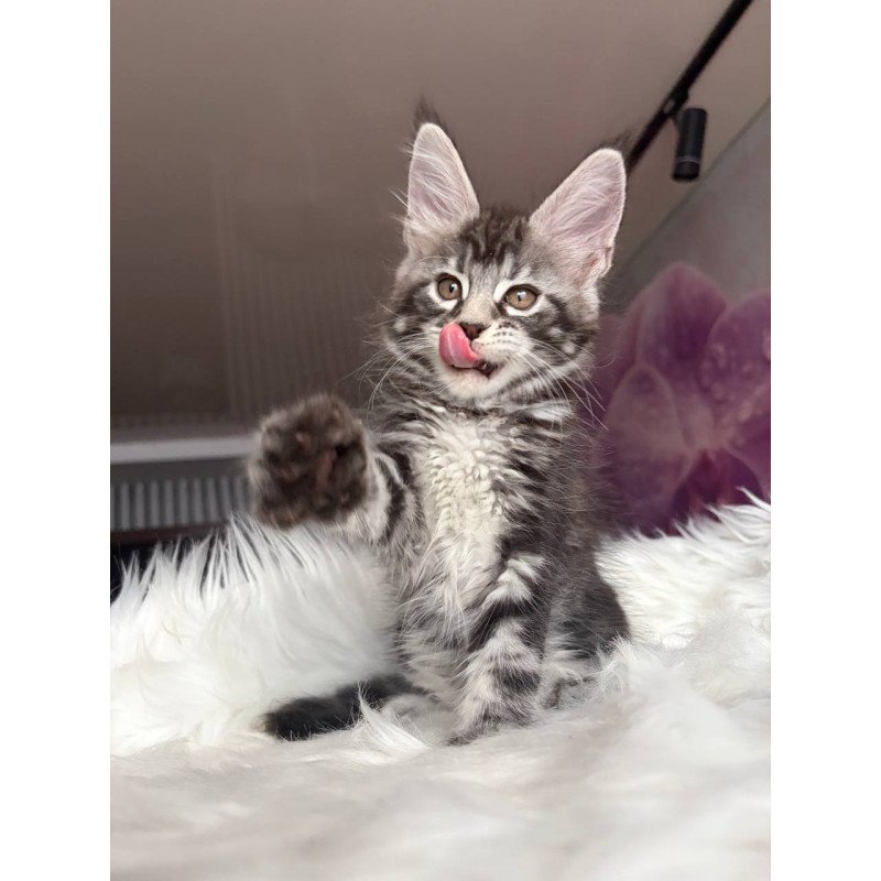 Maine Coon EZ Yara