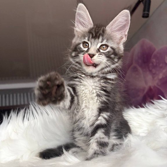 Maine Coon EZ Yara
