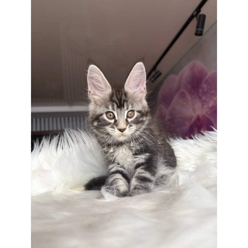 Maine Coon EZ Yara