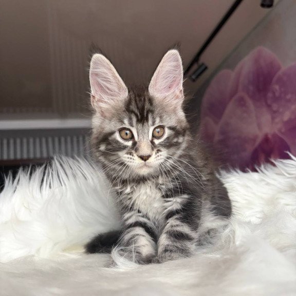 Maine Coon EZ Yara