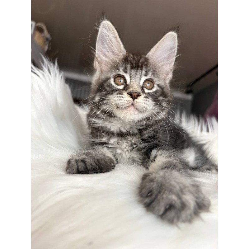 Maine Coon EZ Yara