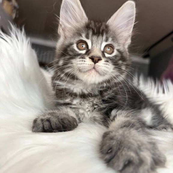 Maine Coon EZ Yara