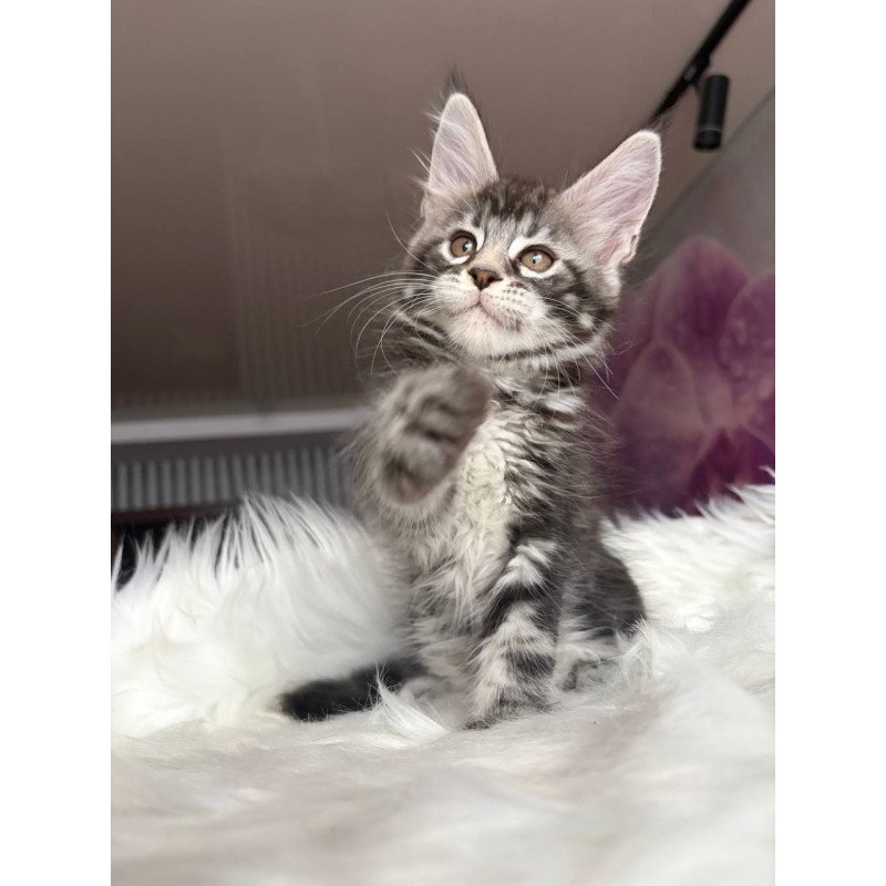 Maine Coon EZ Yara