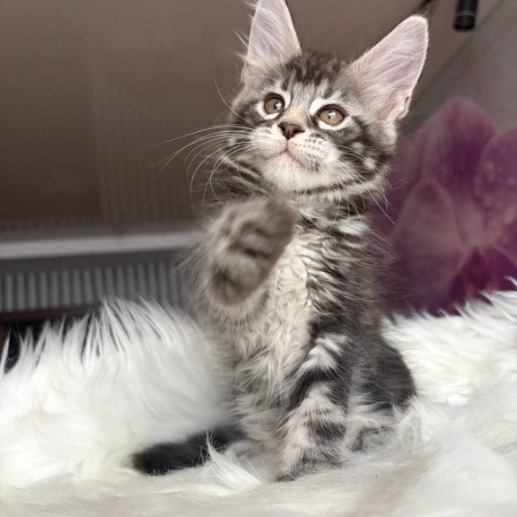 Maine Coon EZ Yara