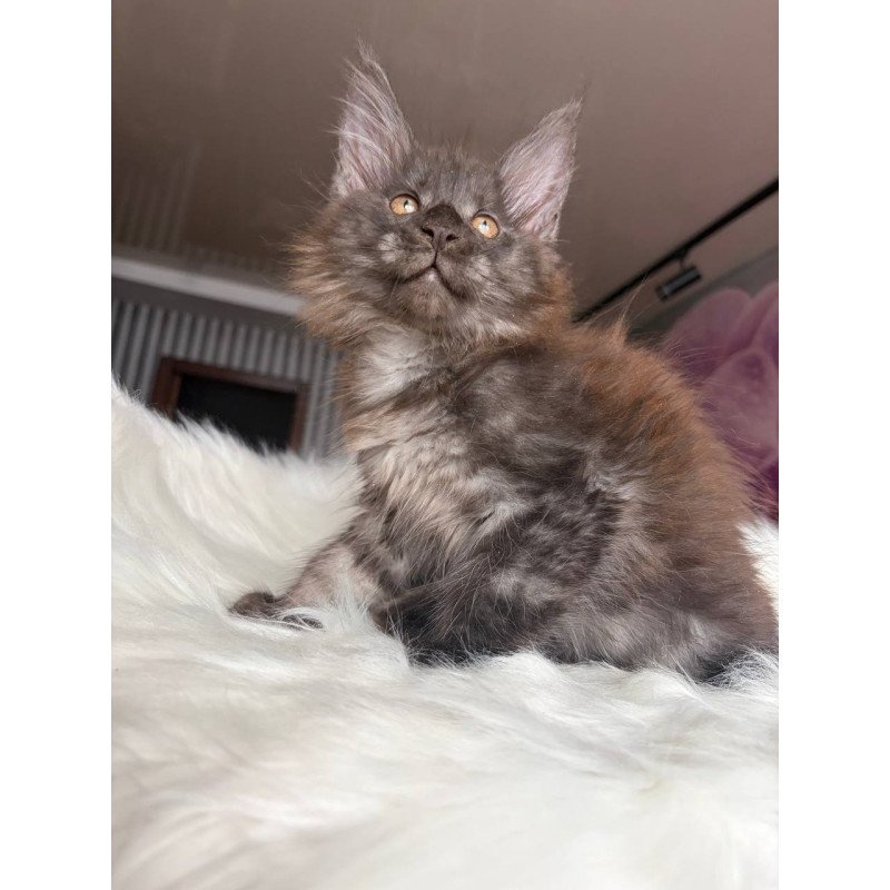 Maine Coon EZ Xavier
