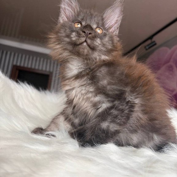 Maine Coon EZ Xavier