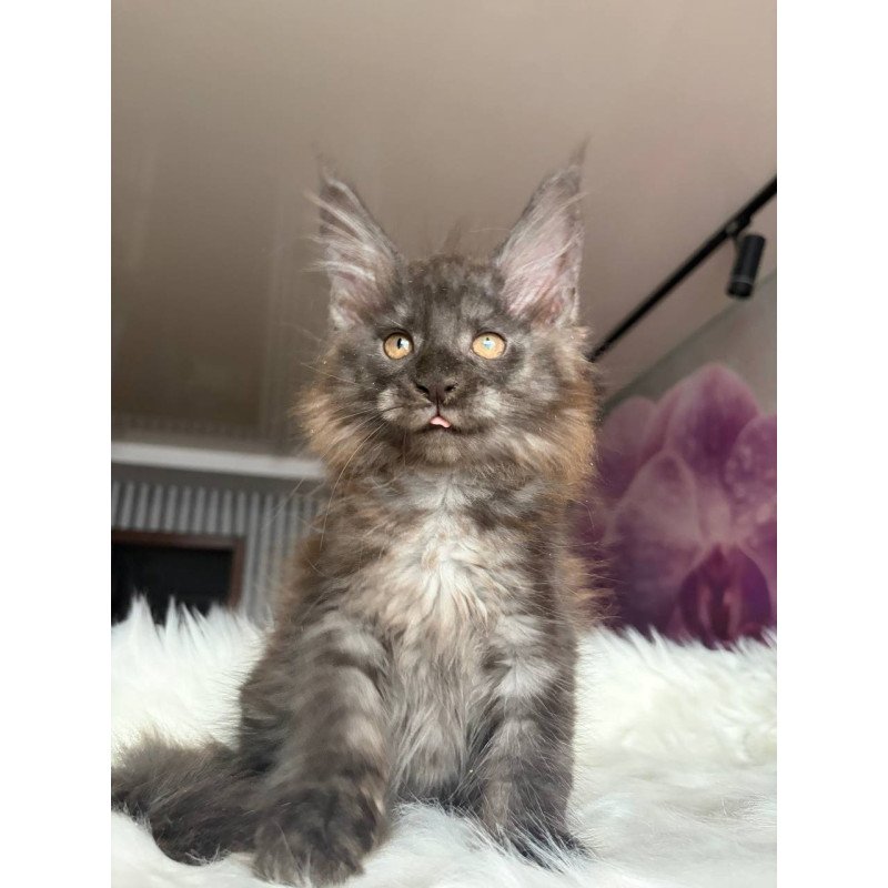 Maine Coon EZ Xavier